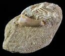 Bargain Fossil Plesiosaur (Zarafasaura) Tooth In Rock #61105-1